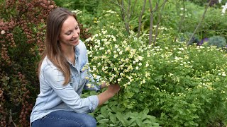 How to Harvest Feverfew in your Cut Flower Garden  Northlawn Flower Farms [upl. by Branscum]