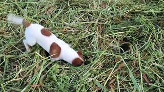 Jack Russell terrier vs rat [upl. by Attikin]