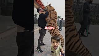 Tiger wants to Kiss me  Norman Hassan shorts shortvideos shortsvideo [upl. by Enecnarf]