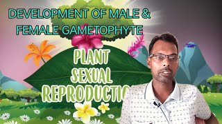 SEXUAL REPRODUCTION IN PLANTS Development of Male amp Female Gametophyte [upl. by Ettedanreb]