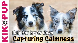 Capturing Calmness how to train calmness in dogs [upl. by Elakram868]