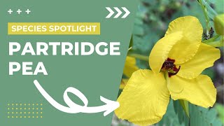 Species Spotlight  Partridge Pea Chamaecrista fasciculata [upl. by Tannie]