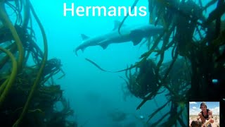 Spearfishing Hermanus [upl. by Maegan223]