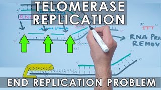 Telomerase Replication in Eukaryotes  End Replication [upl. by Ziguard]