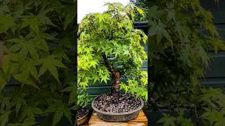 Maple tree bonsai maple bonsai plants relaxing [upl. by Elnukeda]