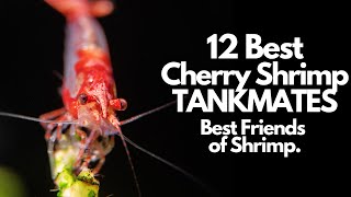 12 Best Cherry Shrimp Tank Mates And Who To Avoid [upl. by Ellak]