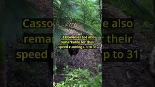 Why Cassowaries Are Natures Deadliest Birds [upl. by Ingemar]