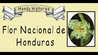 Flor nacional Honduras [upl. by Benis]