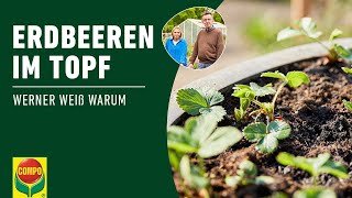 Erdbeeren im Topf pflanzen  COMPO [upl. by Arrio505]