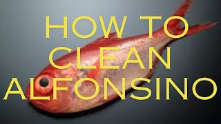 How to clean Alfonsino [upl. by Akihdar679]