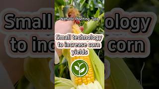 Small technology to increase corn yields plants shortvideo youtubeshorts garden viralvideo [upl. by Dzoba]