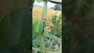 Cissus quadrangularis nalleru nallada plants flowers medicinalplant nature shorts ytshorts [upl. by Jilli]