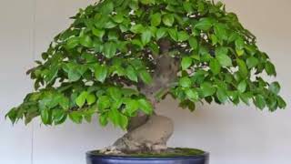 koleksi bonsai beringin terbaik [upl. by Avle]