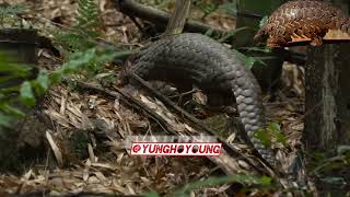 know about Pangolins pt1 [upl. by Eriuqs]