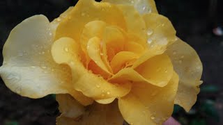 The Rainy Rose  Tune bada sataya hai mujhe ja tu bhi sataya jayega [upl. by Toffey]