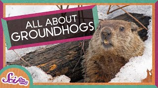 Fun Facts About Groundhogs  Groundhog Day  SciShow Kids [upl. by Magdalen]