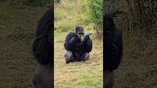 Here is a fully grown silverback male weighing a huge 190 kilograms silverback gorilla asmr [upl. by Tully]