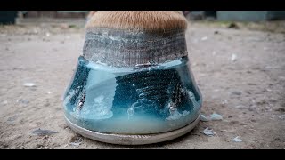 How to shoe a horse using resin  Amazingly satisfying [upl. by Niveb]