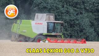 Harvest 2024  Claas Lexion 660 combine with V750 header [upl. by Sid]