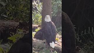 Cincinnati zoo eagle [upl. by Nomled884]