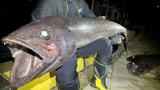 全身の90が大トロの深海魚釣って食う【ENG SUB】 [upl. by Ynnus51]