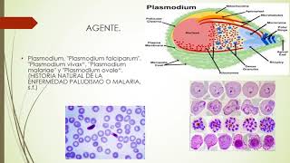 Malaria triada epidemiológica [upl. by Seedman23]