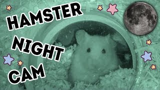 Hamster Night Cam  Relax amp Watch Kashi Explore [upl. by Messab]