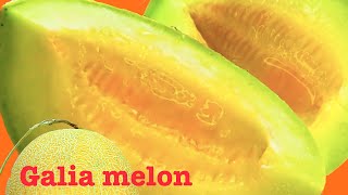 Without openingHow to choose a sweet amp ripe galia melon [upl. by Nnaillek329]