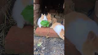 The little rabbit is eating vegetable leaves in the nest Cute pet debut plan Rabbit Rural cut [upl. by Telrats774]