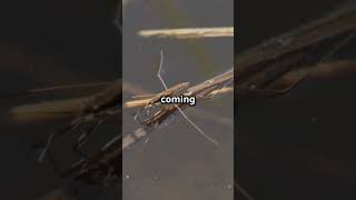 Discover the Musical Water Boatman Insect [upl. by Min]