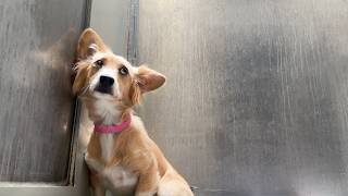 Watch How This Terrified Chihuahua Corgi Mix CLINGS to the Shelter Wall as She Tries to Disappear [upl. by Iruahs]