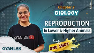 One Shot Lecture  Chp  2  Reproduction in Animals  Gyanlab  Anjali Patel oneshotlecture [upl. by Pedersen]