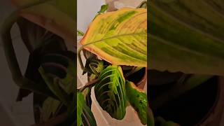 Hojas amarillas en mi Maranta 🍁maranta aireverde plants [upl. by Yrred]