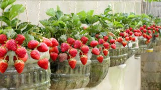 No need for a garden Growing Strawberries at home is very easy and has a lot of fruit [upl. by Arrehs]