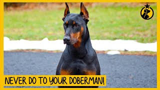 5 Things You Must Never Do to Your Doberman Pinscher [upl. by Oirevas]