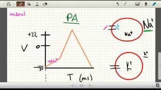 Potencial De Accion  TuUniversidadVirtual [upl. by Nickles916]