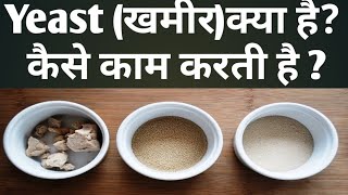 खमीरYeast क्या हैक्या काम करती हैHow Yeast Work in Baking [upl. by Euqcaj]