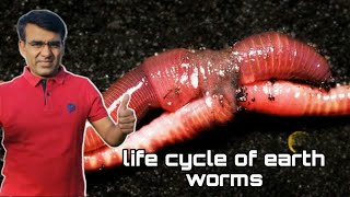 Life cycle of worms केचुओ में प्रजनन कैसे होता है jaivicila [upl. by Anaerda]