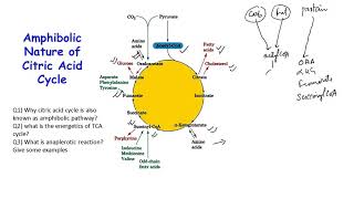 TCA cycle [upl. by Isewk]