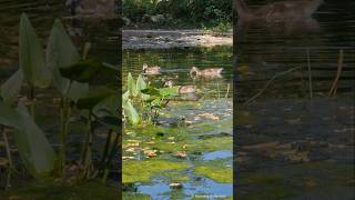 Egyptian goose young eating aquatic plant  Nilgans jungen essen Wasserpflanze Heidelberg Zoo [upl. by Flodnar306]