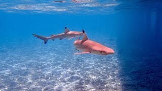 Outrigger Konotta Maldives Housereef Snorkeling September 2016 [upl. by Eessac]