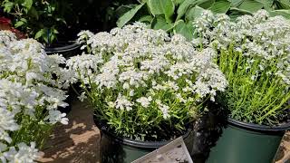 Iberis Snowsation Candytuft  SWEET Early and EASY Low Growing Carpets of Perennial COLOR [upl. by Yager]