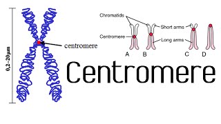 Centromere and kinetochore  chromosome structure and function [upl. by Ayekan372]