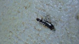 Unknown Earwig crawling HD [upl. by Gnouhc]