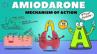 Amiodarone Mechanism of Action  How Amiodarone works  Amiodarone pharmacology and side effects [upl. by Andrade]