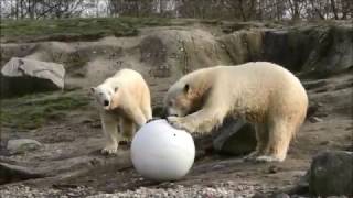 Nieuwe bal voor de ijsberen in Diergaarde Blijdorp  New ball for polar bears Rotterdam [upl. by Oakes292]