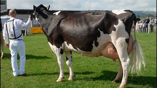 Mature Holstein Class 2024 Dumfries Show1st  Acclaim from Logan Holsteins [upl. by Anavlis375]