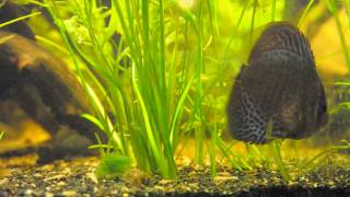 Archerfish Discus Angelfish Aquarium [upl. by Patnode357]