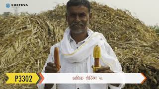 Pioneer Hybrid Corn Seed  P3302  Shyam Suryavanshi  Manegao Madhya Pradesh  Farmer Testimonial [upl. by Dranreb253]