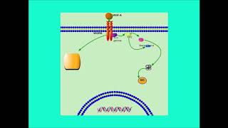 Short Animation Vascular endothelial growth factor VEGF Pathway [upl. by Skcirdnek]